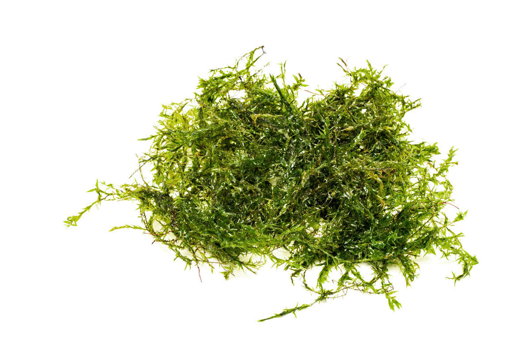 Willow Moss