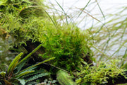 Willow Moss Moss - Buce Plant