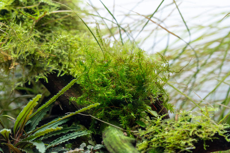 Willow Moss Moss - Buce Plant