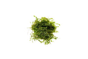 Willow Moss Moss - Buce Plant