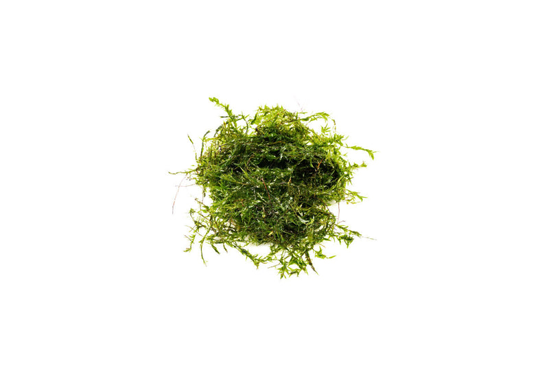 Willow Moss Moss - Buce Plant