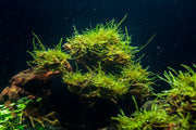 Willow Moss Moss - Buce Plant