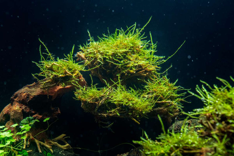 Willow Moss Moss - Buce Plant