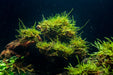 Close-up of JA Willow Moss, vibrant green moss with delicate, lush foliage, ideal for terrariums and decorative plant arrangements.