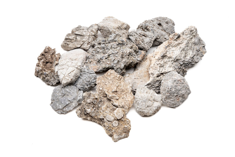 Wolf Stone Stone - Buce Plant