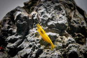 Yellow Goldenback Shrimp from JA, showing vibrant yellow and golden hues with detailed shell and antennae.