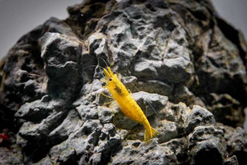 Yellow Goldenback Shrimp from JA, showing vibrant yellow and golden hues with detailed shell and antennae.
