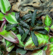 Bucephalandra Godzilla (Farmed) Bucephalandra - Buce Plant