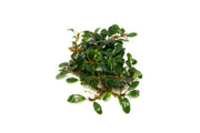 Bucephalandra Hades Bucephalandra - Buce Plant