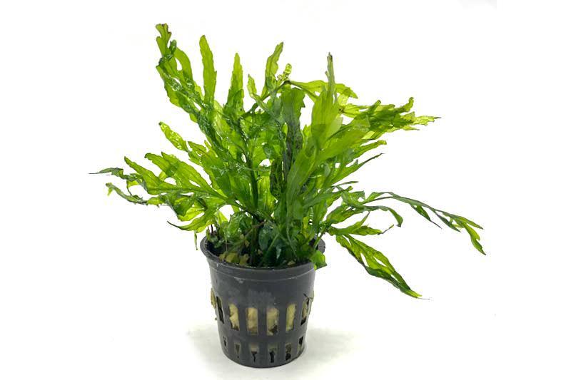 African Water Fern / Bolbitis Heudelotii Aquatic Plant - Buce Plant