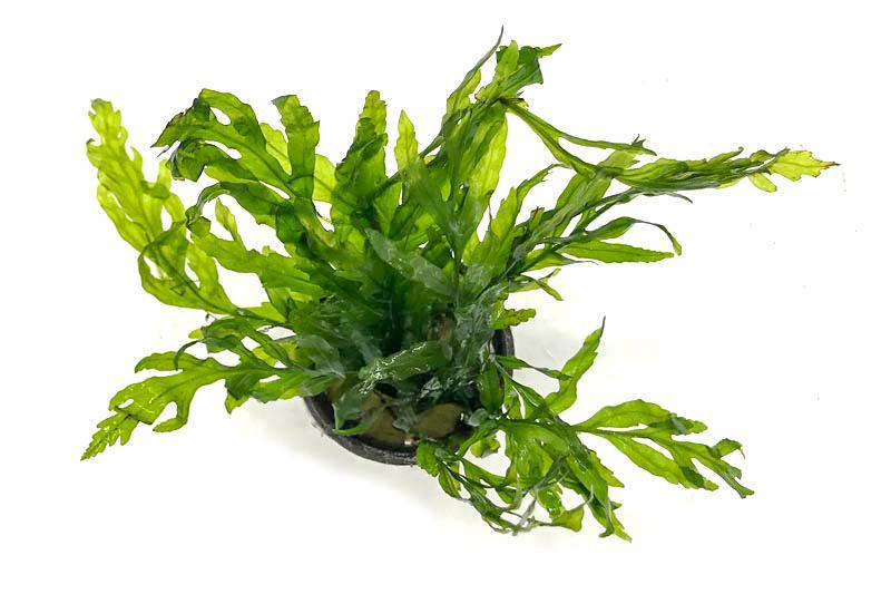 African Water Fern / Bolbitis Heudelotii Aquatic Plant - Buce Plant