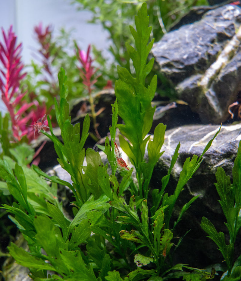 African Water Fern / Bolbitis Heudelotii Aquatic Plant - Buce Plant