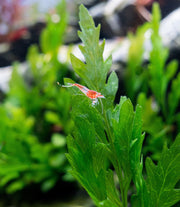 African Water Fern / Bolbitis Heudelotii Aquatic Plant - Buce Plant
