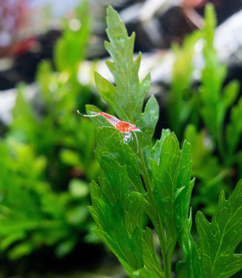 African Water Fern / Bolbitis Heudelotii Aquatic Plant - Buce Plant