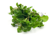 Alternanthera Bettzickiana Green Aquatic Plant - Buce Plant