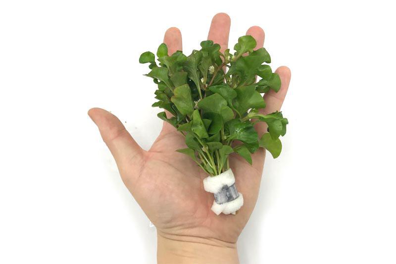 Alternanthera Bettzickiana Green Aquatic Plant - Buce Plant
