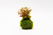Alternanthera Bettzickiana Red aquatic plant rooted on a clay moss ball, ideal for freshwater aquariums, by ACW.
