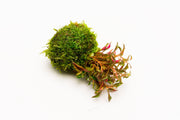Alternanthera Bettzickiana Red aquatic plant on a clay moss ball, suitable for freshwater aquariums, by ACW.