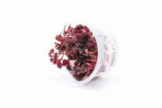 Alternanthera Lilacina Aquatic Farmer Tissue Culture Aquatic Plant - Buce Plant