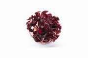 Alternanthera Lilacina Aquatic Farmer Tissue Culture Aquatic Plant - Buce Plant