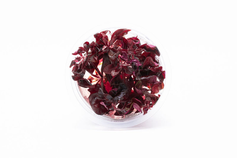 Alternanthera Lilacina Aquatic Farmer Tissue Culture Aquatic Plant - Buce Plant