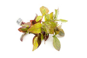 Alternanthera Red Broad Leaf Aquatic Plant - Buce Plant
