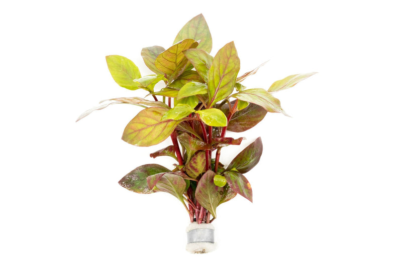 Alternanthera Red Broad Leaf Aquatic Plant - Buce Plant