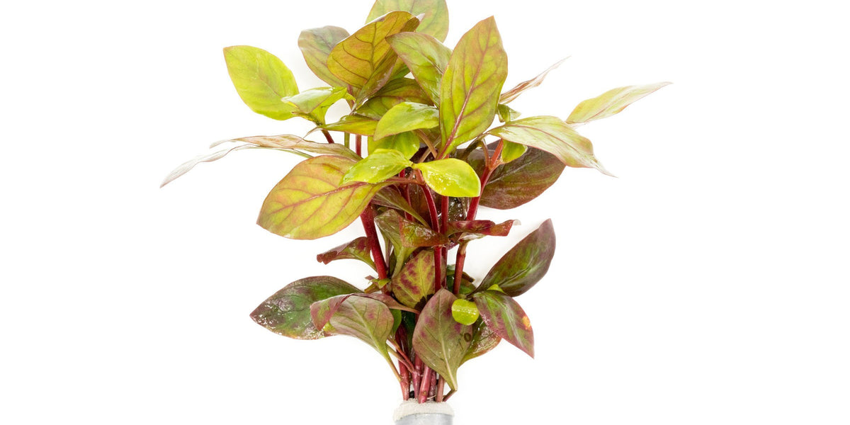Alternanthera Red Broad Leaf
