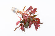 Healthy Alternanthera Reineckii aquatic plant with vibrant red and green leaves for freshwater aquariums, by ACW.