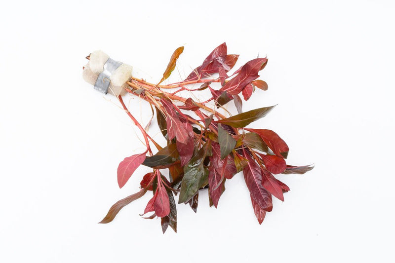 Healthy Alternanthera Reineckii aquatic plant with vibrant red and green leaves for freshwater aquariums, by ACW.