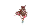 Vibrant Alternanthera Reineckii aquatic plant from ACW, with red and green leaves suitable for freshwater aquariums.