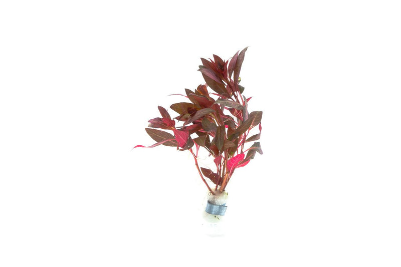 Vibrant Alternanthera Reineckii aquatic plant from ACW, with red and green leaves suitable for freshwater aquariums.