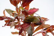 Aquatic Alternanthera Reineckii plant from ACW with vibrant red leaves, ideal for freshwater aquariums.