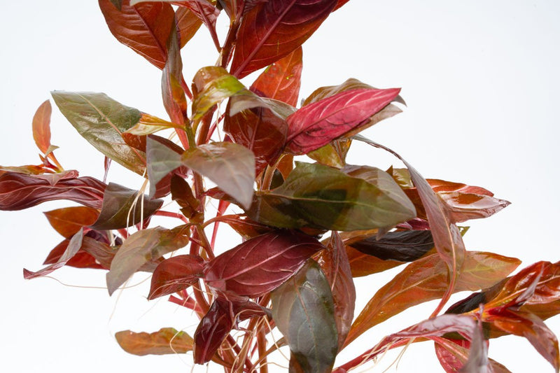 Aquatic Alternanthera Reineckii plant from ACW with vibrant red leaves, ideal for freshwater aquariums.