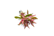 Healthy Alternanthera Reineckii aquatic plant from ACW with vibrant red leaves for freshwater aquariums.