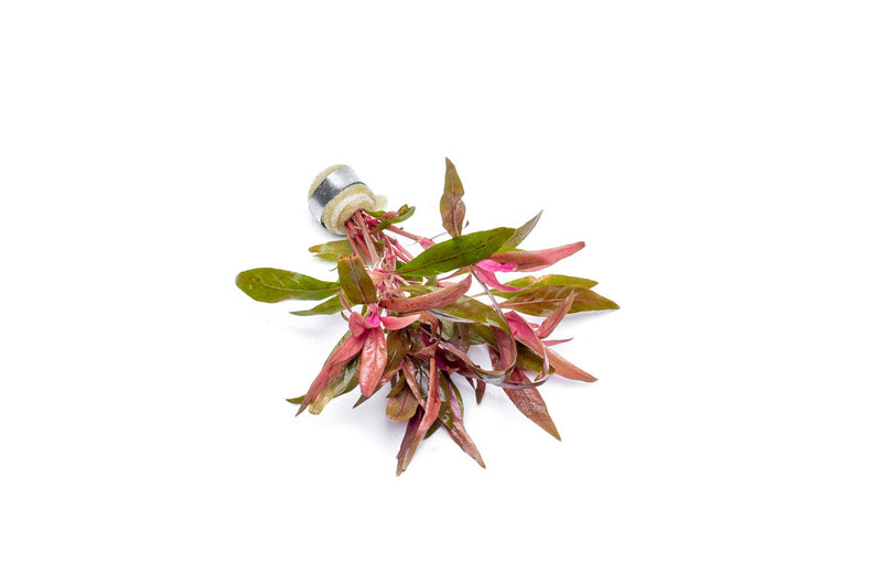 Healthy Alternanthera Reineckii aquatic plant from ACW with vibrant red leaves for freshwater aquariums.