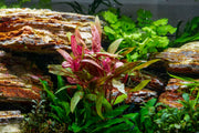 Healthy Alternanthera Reineckii aquatic plant from ACW, showcasing vibrant red and green leaves for freshwater aquariums.