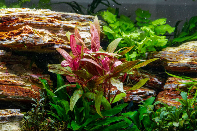 Healthy Alternanthera Reineckii aquatic plant from ACW, showcasing vibrant red and green leaves for freshwater aquariums.