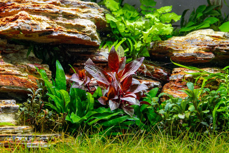 Aquatic Alternanthera Reineckii plant with vibrant red leaves, ideal for freshwater aquariums, from ACW brand.