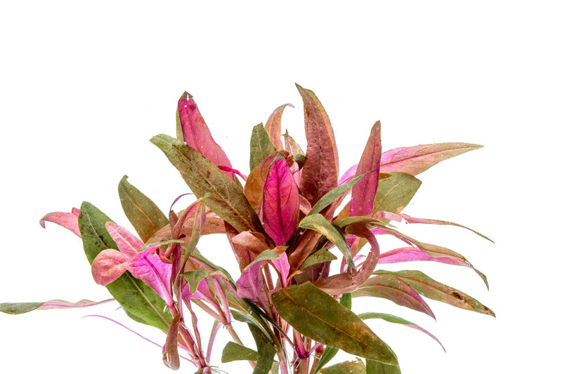 Healthy Alternanthera Reineckii aquatic plant from ACW with vibrant green and red leaves for freshwater aquariums.