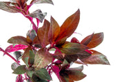 Aquatic Alternanthera Reineckii plant by ACW with vibrant red and green leaves for freshwater aquariums.