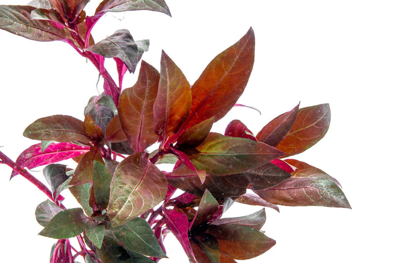 Aquatic Alternanthera Reineckii plant by ACW with vibrant red and green leaves for freshwater aquariums.