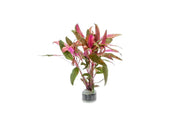Healthy Alternanthera Reineckii aquatic plant from ACW with vibrant red and green leaves for freshwater aquariums.