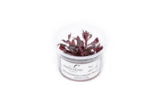 Alternanthera Reineckii Bronze Tissue Culture Aquatic Plant - Buce Plant