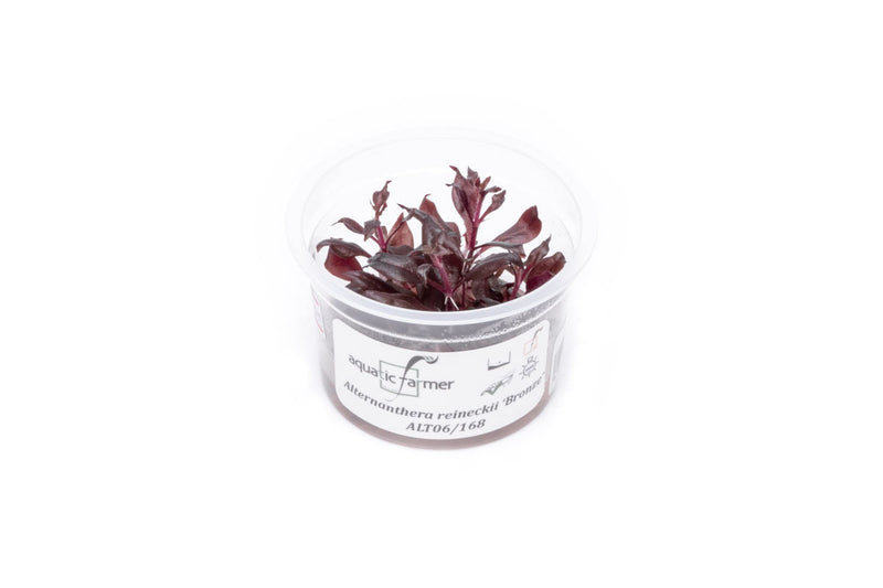 Alternanthera Reineckii Bronze Tissue Culture Aquatic Plant - Buce Plant