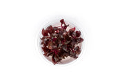 Alternanthera Reineckii Bronze Tissue Culture Aquatic Plant - Buce Plant