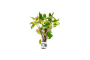 Alternanthera Reineckii Green Aquatic Plant - Buce Plant