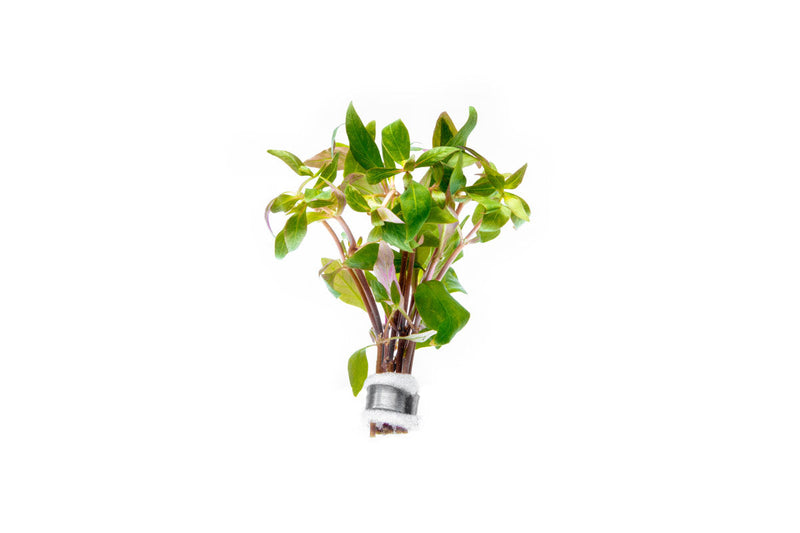 Alternanthera Reineckii Green Aquatic Plant - Buce Plant