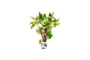 Alternanthera Reineckii Green Aquatic Plant - Buce Plant