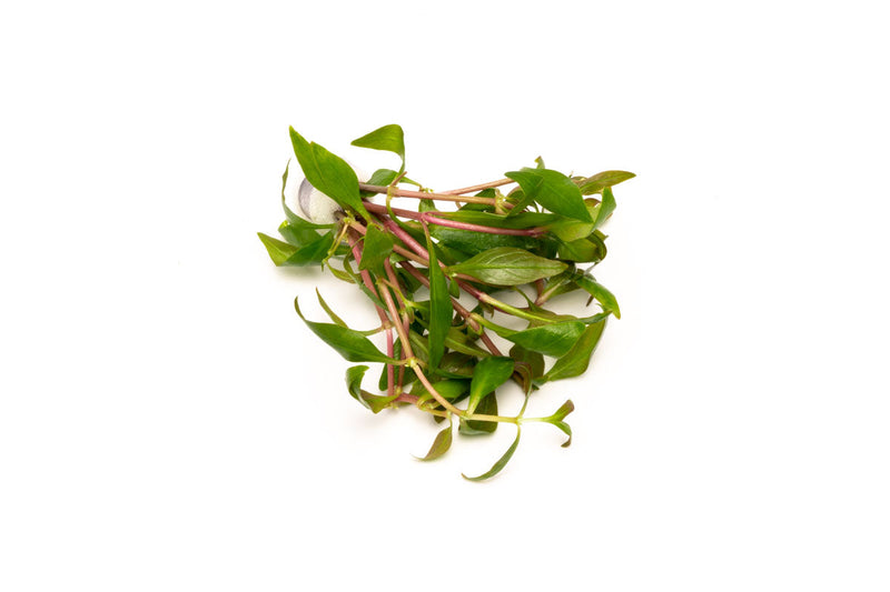 Alternanthera Reineckii Green Aquatic Plant - Buce Plant